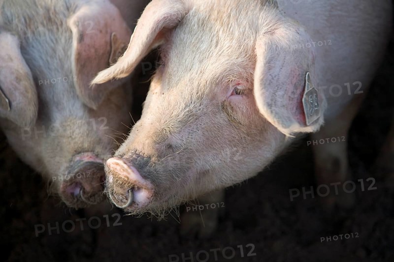 Free range pig farming, Sutton Heath, Suffolk, England, United Kingdom, Europe