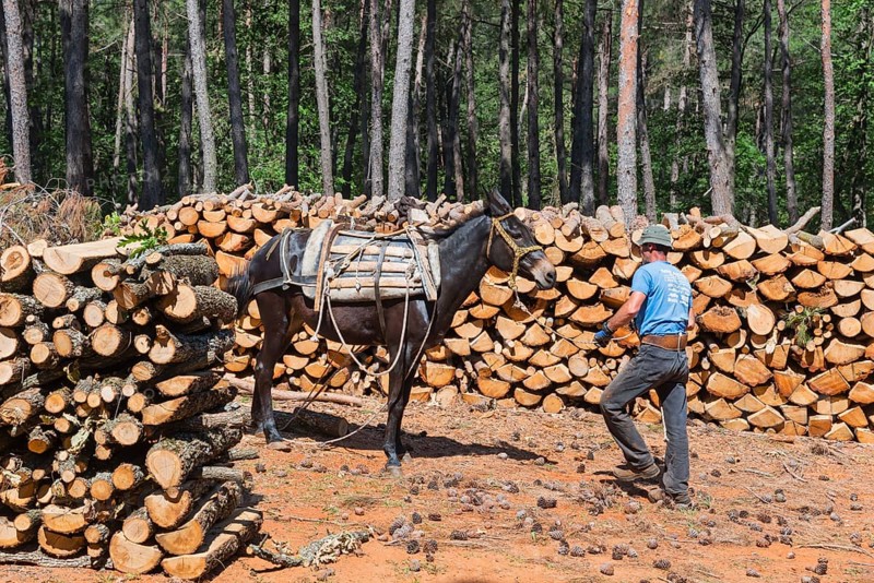 A man in blue working clothes leading a mule in the forest, near Soufli, Eastern Macedonia and Thrace, Greece, Europe