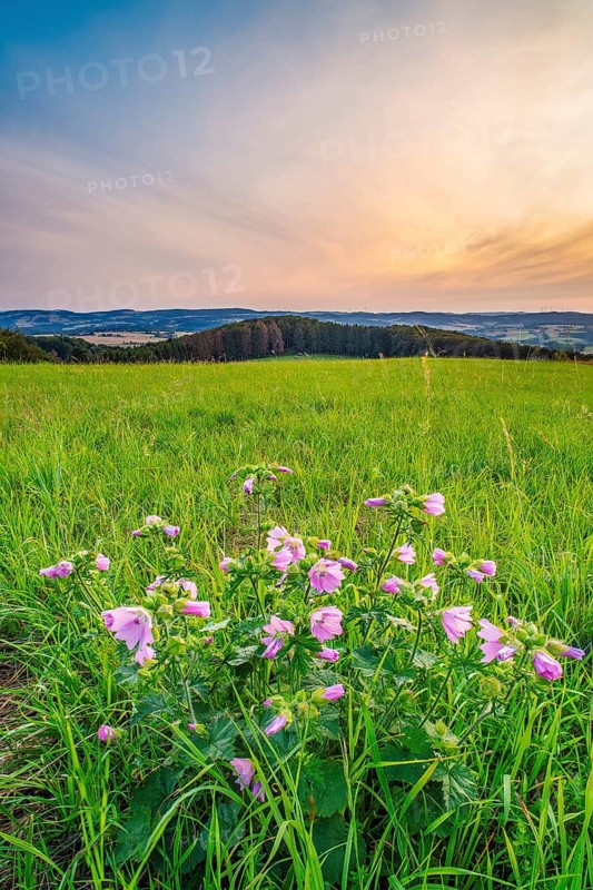 A musk-mallow (Malva moschata) in a meadow in the Weserbergland, portrait format, landscape photograph, nature photograph, sunset, evening mood, Goldbeck, Rinteln, Lower Saxony, Germany, Europe