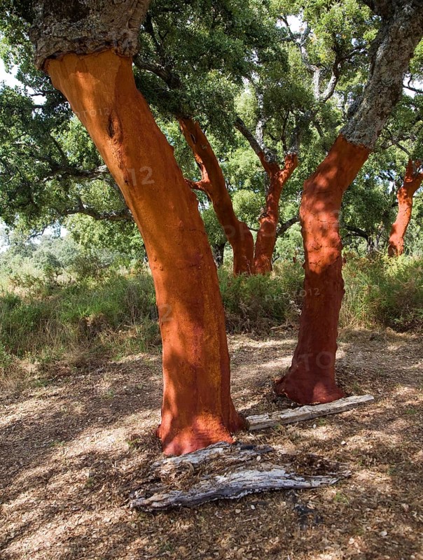 Red tree trunks freshly harvested bark Quercus suber, Cork oak, Sierra de Grazalema natural park, Cadiz province, Spain, Europe