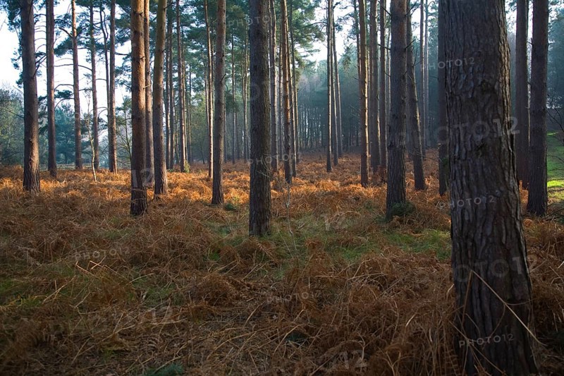 Early morning sunlight shines through conifer trees onto bracken near Snape, Suffolk, England, United Kingdom, Europe
