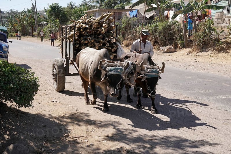 Ox cart near Holguin, Cuba, Cuba, Central America