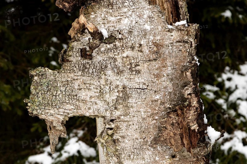 Bark of a dead, decaying silver birch tree, Betula pendula, shaped like an animal head, photographed in winter, in the Sapina Valley near the Stregielek village in the Pozezdrze Commune of the Masurian Lake District. Wegorzewo County, Warmian-Masurian Voivodeship, Poland, Europe