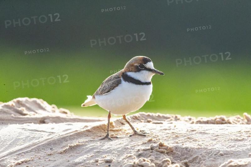 Slender-billed plover (Anarhynchus collaris) Pantanal Brazil
