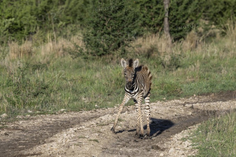 Plains zebra (Equus quagga) foal, Madikwe Game Reserve, North West Province, South Africa, RSA, Africa