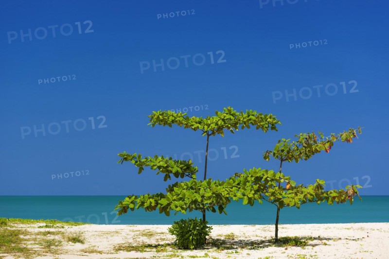Rubiaceae on the beach of Khao Lak, beach, clean, clear, tree, bush, plant, nature, natural beach, holiday, travel, landscape, sea, ocean, weather, blue sky, beautiful, peaceful, holiday paradise, flora, Thailand, Asia