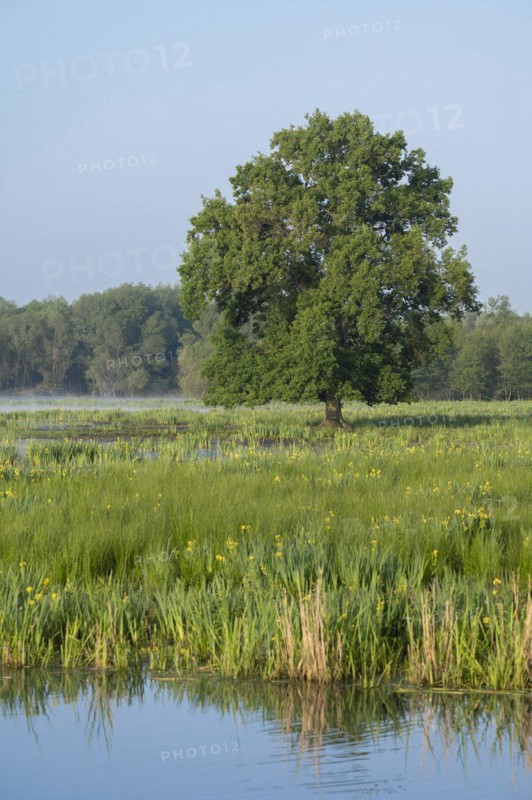 Wetland, wet meadow, water area, marsh iris (Iris pseudacorus) flowering, English oak (Quercus robur), Barnbruchswiesen and Ilkerbruch nature reserve, Lower Saxony, Germany, Europe