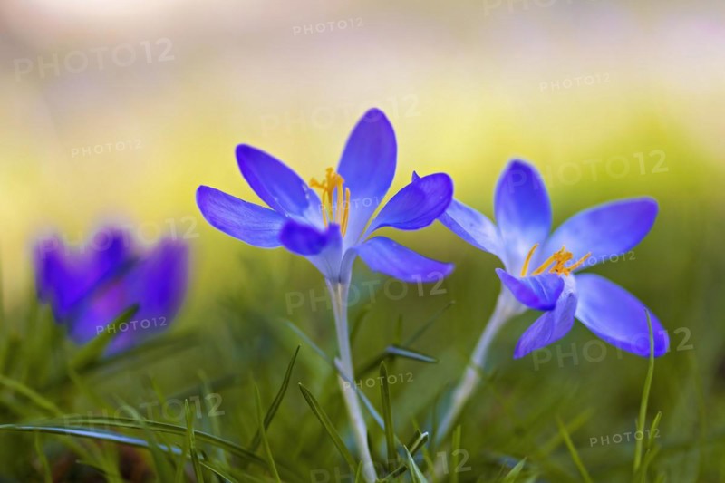 Close-up of vibrant purple flowers with a blurred green background, Crocus vernus