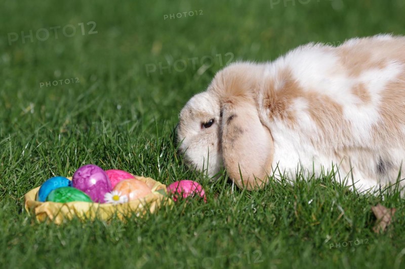 Rabbit (Oryctolagus cuniculus domestica), ram rabbit, floppy ear, Easter, Easter nest, garden, Germany, A rabbit with hanging ears sits in the grass next to an Easter nest with colourful eggs, Europe