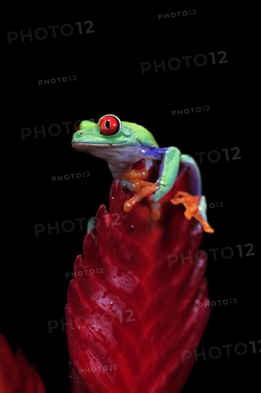 Red-eyed tree frog (Agalychnis callidryas), adult, on bromeliad, captive, Central America