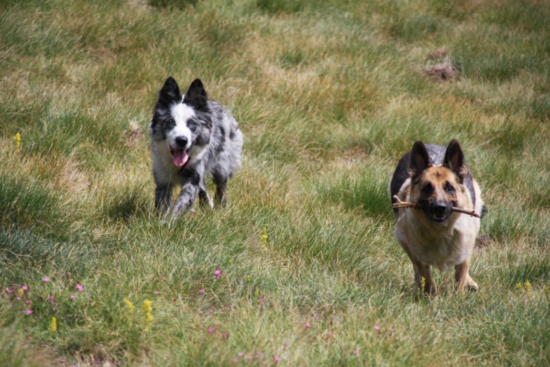 Two dogs playing with a stick in a grassy field, Amazing Dogs in the Nature