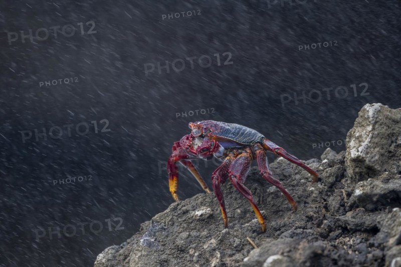 Red rock crab (Grapsus adscensionis) on rock, Lanzarote, Canary Islands, Spain, Europe