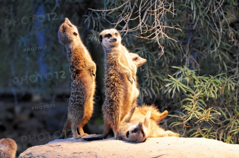 Group of meerkats (Suricata suricatta), captive, standing attentively on rocks, Stuttgart, Baden-Wuerttemberg, Germany, Europe