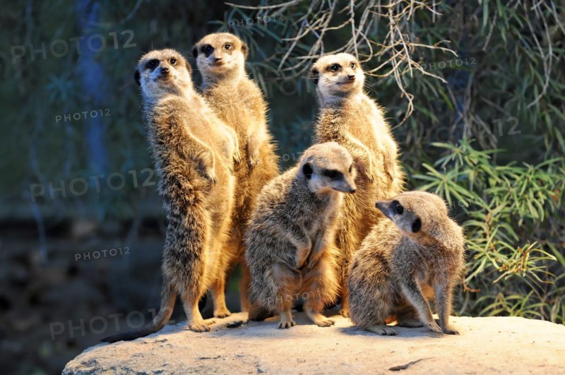 Meerkats (Suricata suricatta), captive, in group observing their surroundings very attentively, Stuttgart, Baden-Wuerttemberg, Germany, Europe