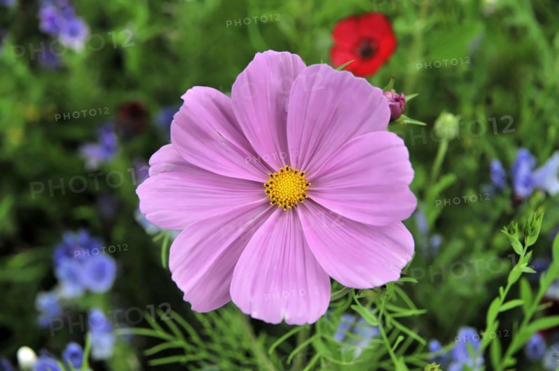 Close-up of a pink flower (Cosmea bipinnata), Cosmea, against a background of purple flowers and green foliage, Stuttgart, Baden-Wuerttemberg, Germany, Europe