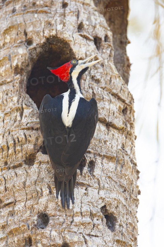 Crimson-crested woodpecker (Campephilus melanoleucos) Pantanal Brazil