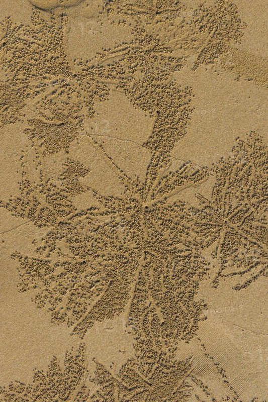 Sandworms form patterns on the beach of Khao Lak, beach, pattern, texture, art, nature art, sea, animal, natural spectacle, natural wonder, coast, ocean, summer, beach holiday, tourism, travel, floral, Thailand, Asia