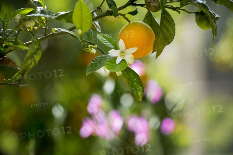 Blooming orange tree, Fornalutx, Serra de Tramuntana, Majorca, Balearic Islands, Spain, Europe