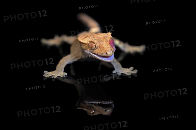 New Caledonian eyelash gecko (Correlophus ciliatus), adult, captive, New Caledonia, Oceania