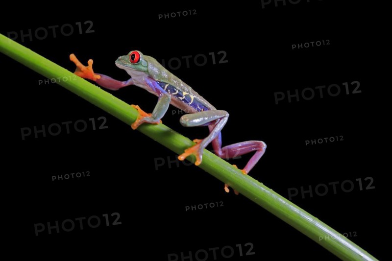 Red-eyed tree frog (Agalychnis callidryas), adult, on green stem, Aeonium, captive, Central America