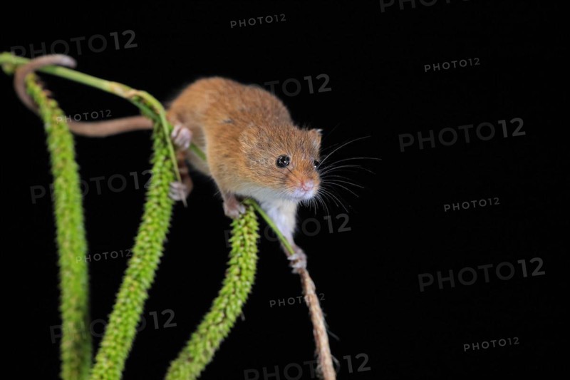 Eurasian harvest mouse (Micromys minutus), adult, on plant stalks, ears of corn, foraging, at night, Scotland, Great Britain