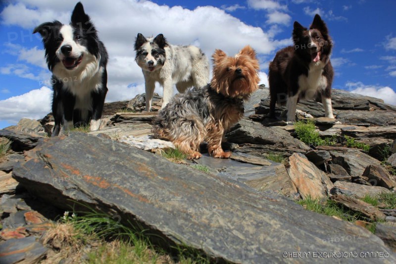 Four dogs of different breeds standing on a rocky mountain landscape under a clear blue sky, Amazing Dogs in the Nature