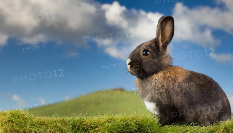 KI generated, A colourful dwarf rabbit in a meadow in summer, side view, (Brachylagus idahoensis)