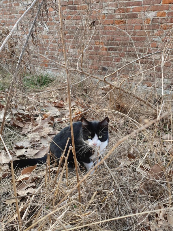 Bicolor black and white cat in the wilderness