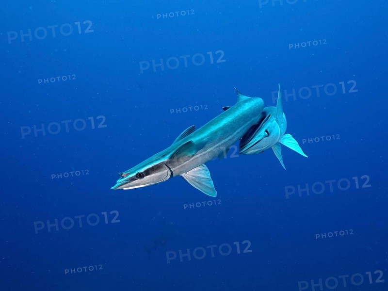 Two ship mounts (Echeneidae), monochrome blue background, detachable, dive site Lemon Drop, Riviera Beach, Florida, USA, North America