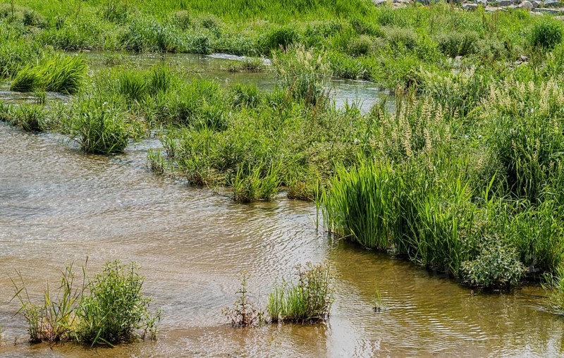 A gentle stream winds through lush greenery with thriving grasses, in South Korea