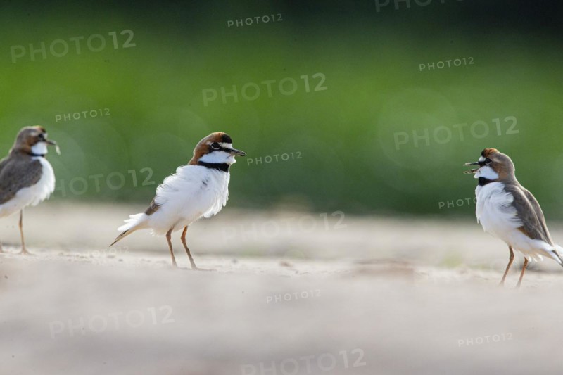 Slender-billed plover (Anarhynchus collaris) Pantanal Brazil