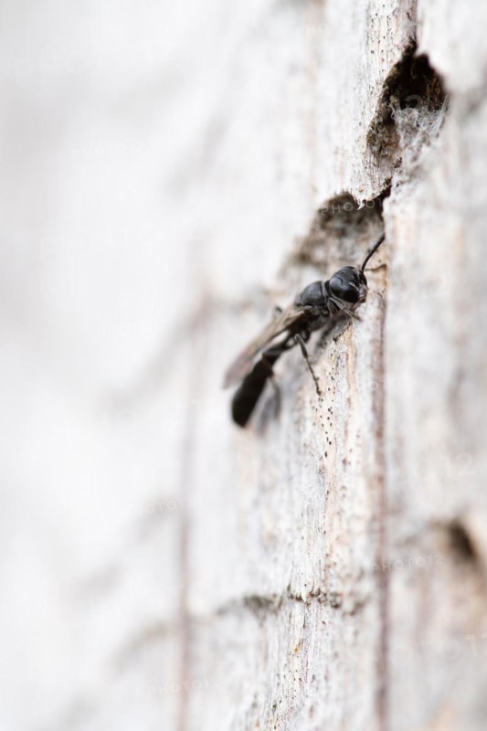 Potter's digger wasp (Trypoxylon figulus), in front of its nesting tunnel in dead wood, Harz National Park, Germany, Europe