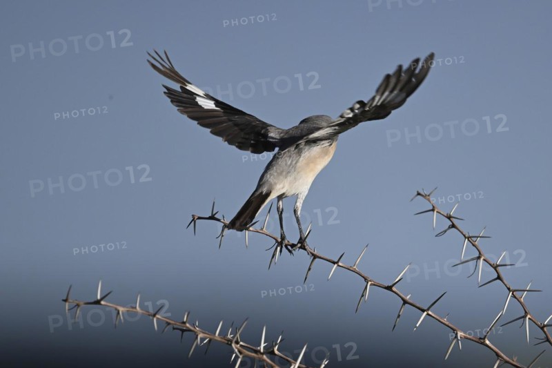 Lesser grey shrike (Lanius minor), Madikwe Game Reserve, North West Province, South Africa, RSA, Africa