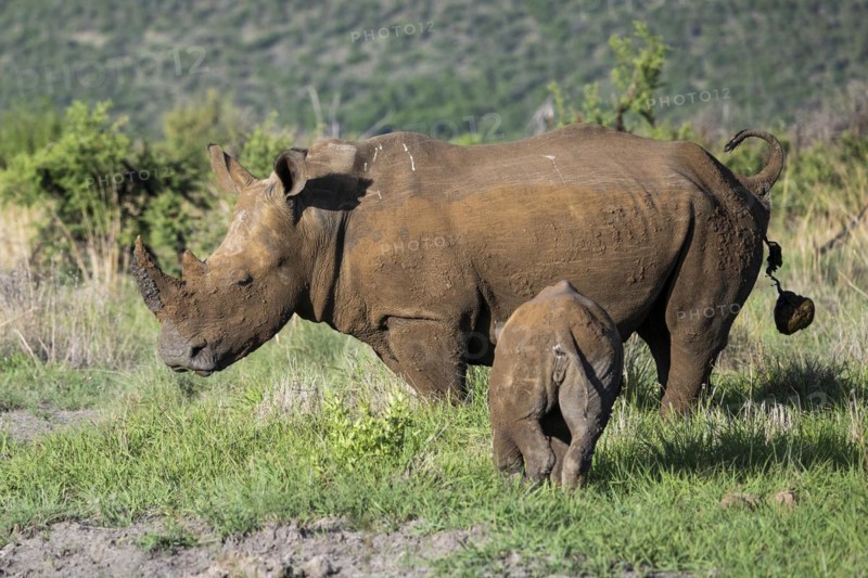 White rhinoceros (Ceratotherium simum) cow with baby, Madikwe Game Reserve, North West Province, South Africa, RSA, Africa
