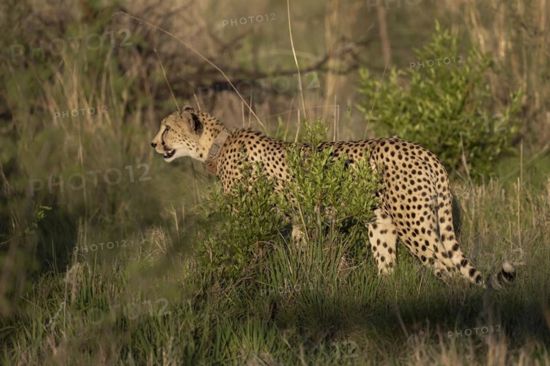 Cheetah (Acinonyx jubatus), Madikwe Game Reserve, North West Province, South Africa, RSA, Africa