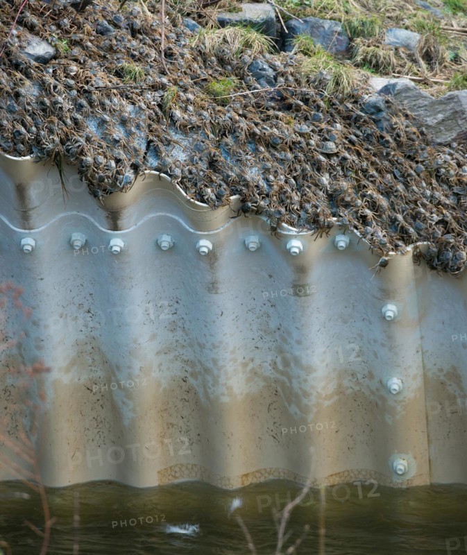 Masses of chinese mitten crab (Eriocheir sinensis), invasive species, neozoon, crabs, juveniles, crawling on the culvert pipe of the Elbe barrage in Geesthacht to find a way for their migration upstream, individual crabs fall down from the edge of the canal into the strong current of the water flowing through the canal at high tide, Lower Saxony, Schleswig-Holstein, Germany, Europe