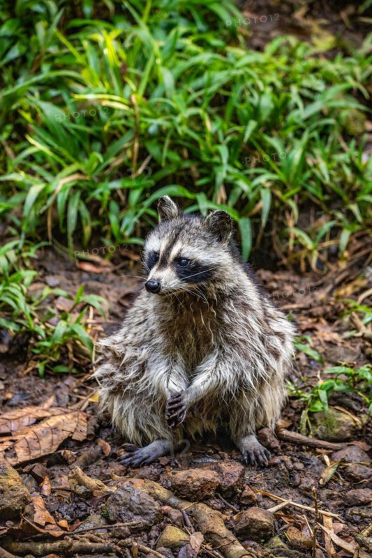 Raccoon in natural environment, close-up, portrait of the animal on Guadeloupe au Parc des Mamelles, in the Caribbean. French Antilles, France, Europe