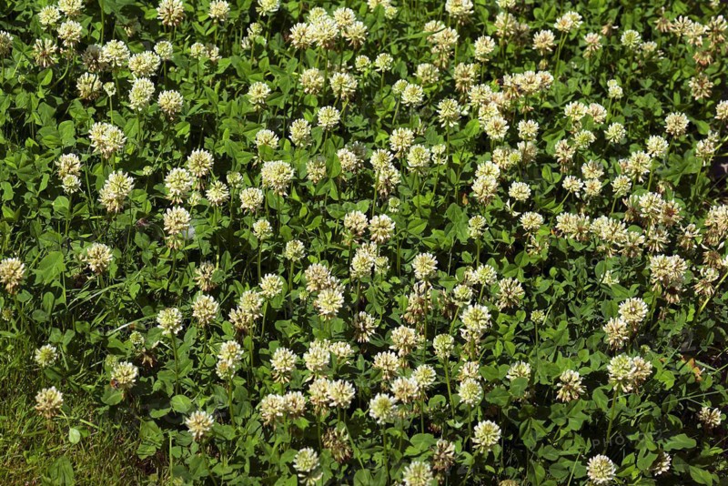 Flowering white clover (Trifolium repens), Bavaria, Germany, Europe