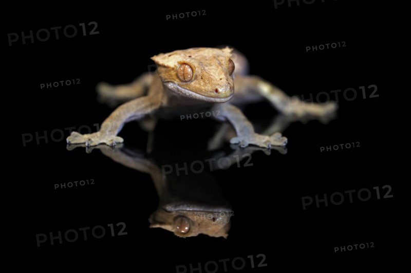 New Caledonian eyelash gecko (Correlophus ciliatus), adult, captive, New Caledonia, Oceania