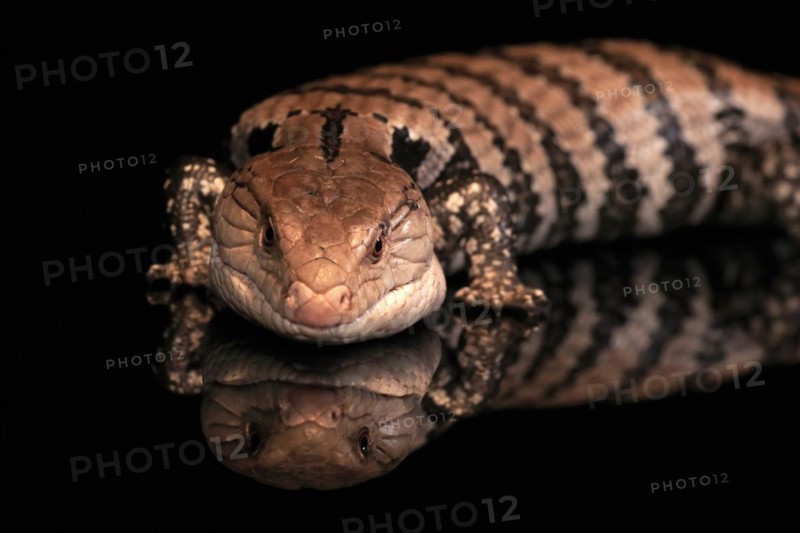 Indonesian blue-tongued skink (Tiliqua gigas), adult, captive, Indonesia, Asia