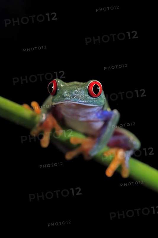 Red-eyed tree frog (Agalychnis callidryas), adult, on green stem, Aeonium, captive, Central America