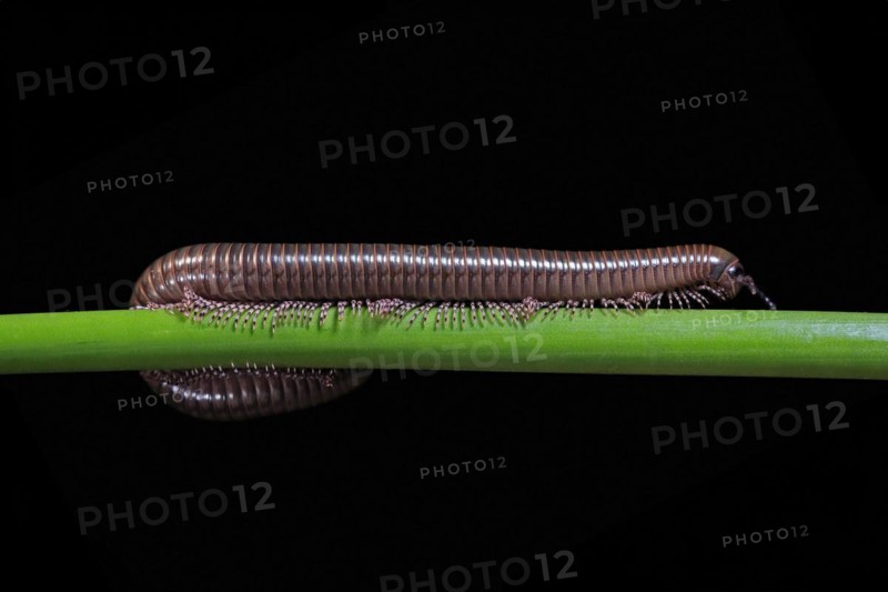 Millipedes (Diplopoda), adult, on plant stems, at night, Great Britain