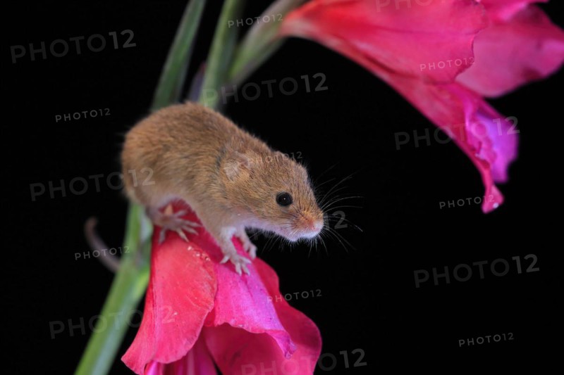 Eurasian harvest mouse (Micromys minutus), adult, on plant stem, flowering, foraging, at night, Scotland, Great Britain