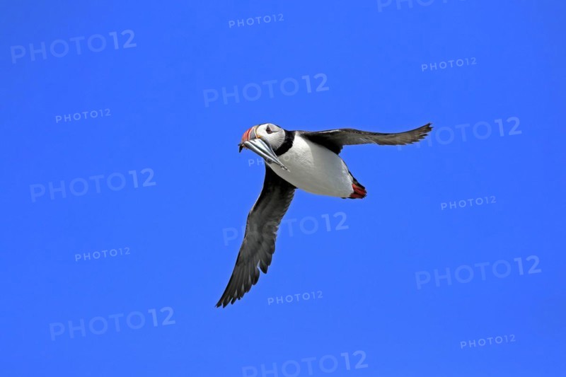 Puffin (Fratercula arctica), adult, flying, with sand eels, with food, Faroe Islands, England, Great Britain, Europe