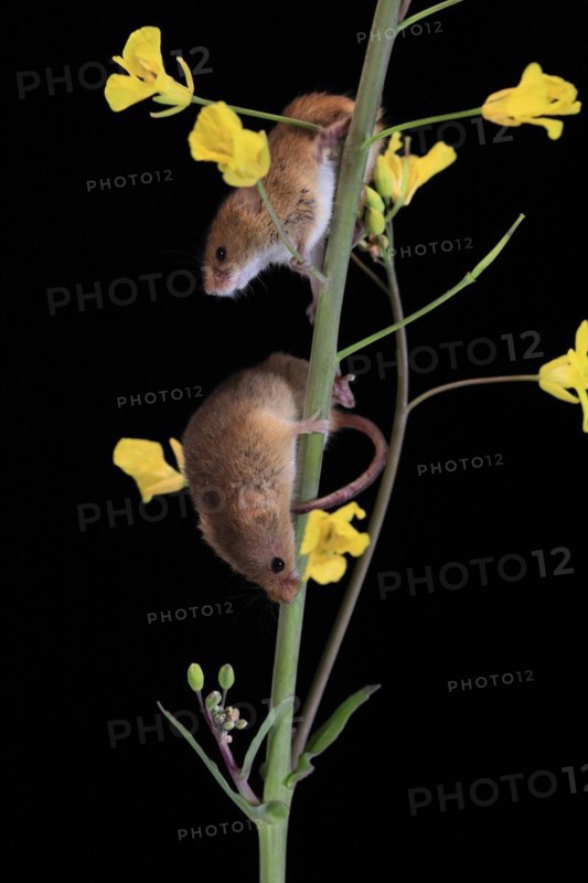Eurasian harvest mouse (Micromys minutus), adult, two, pair, on plant stem, flowering, foraging, at night, Scotland, Great Britain