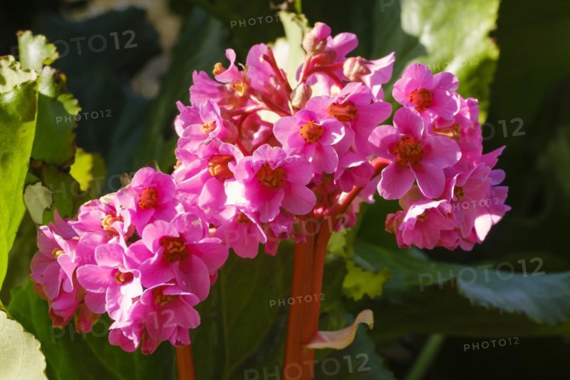 Blooming bergenia (Bergenia cordifolia), close-up, North Rhine-Westphalia, Germany, Europe