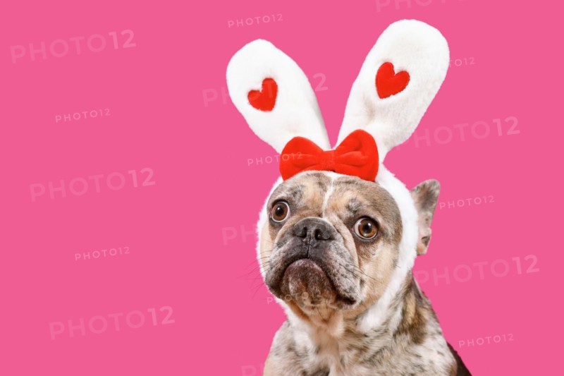 Funny merle French Bulldog dog wearing Easter bunny ear headband with hearts on pink background with copy space