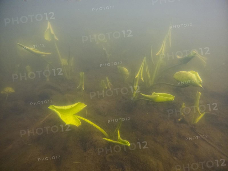 Yellow water-lilies (Nuphar lutea), water, Lower Austria