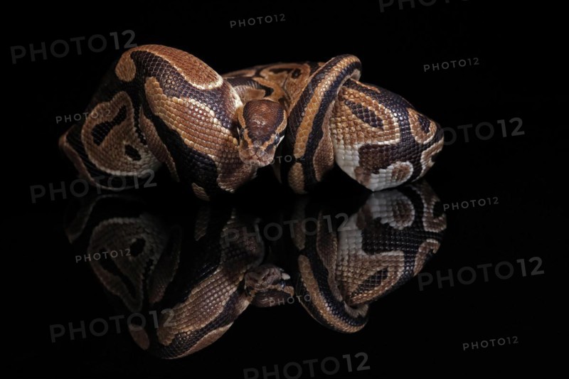 King python, (Python regius), adult, resting, captive, Central Africa, West Africa