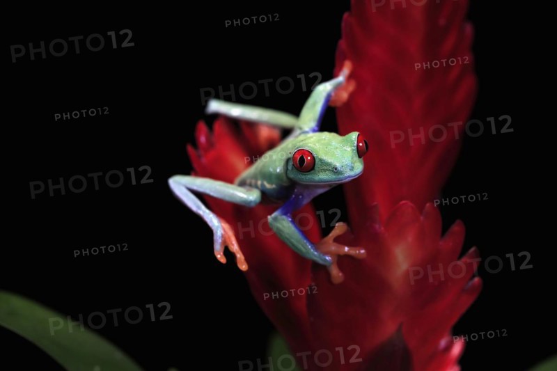 Red-eyed tree frog (Agalychnis callidryas), adult, on bromeliad, captive, Central America